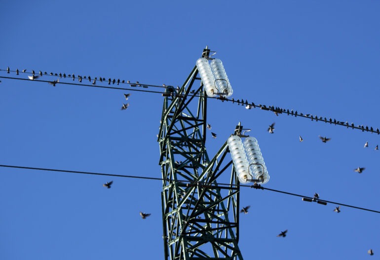 Line guards protecting against wildlife contact